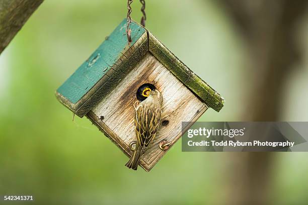 house sparrow feeding her young - house sparrow nestbox stock pictures, royalty-free photos & images
