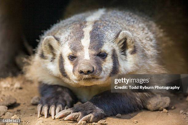 badger closeup - american badger 個照片及圖片檔