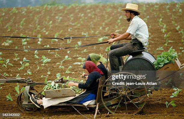 The Amish are a tight-knit cultural and ethnic group, with Swiss-German origins. Anabaptists, they are noted for their restrictions with regard to...