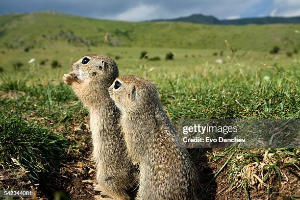 european ground squirrel, bulgaria - aquila heliaca stock pictures, royalty-free photos & images