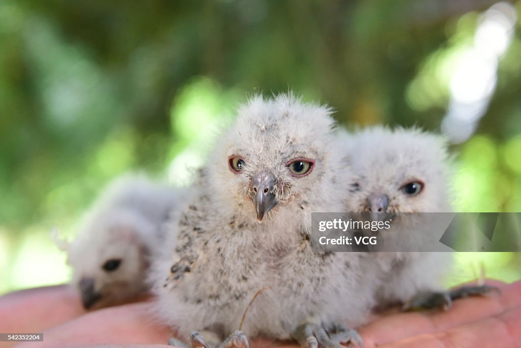 Four Owlets Saved By A Taxi Driver In Zhengzhou