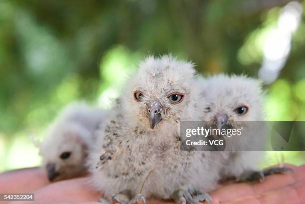 Four owlets are seen at Zhengzhou Municipal Bureau of Forestry Wildlife Rescue Center on June 22, 2016 in Zhengzhou, Henan Province of China. A taxi...