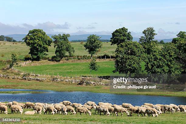 Flock of sheep graze on the landscape of La Garde Guerin, in the Cevennes region.