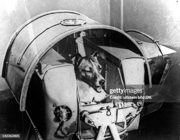 Dog "Laika" in her cabin shortly before it was installed into Sputnik II