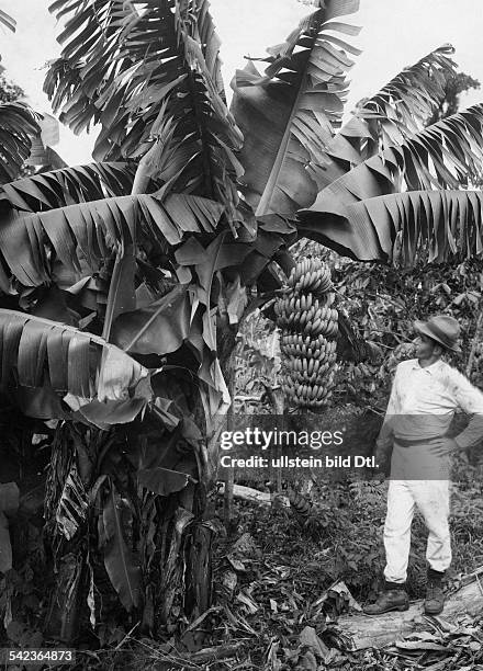 Banana plantation in Brazil around 1920