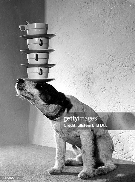 Hund balanciert Tassen auf der Schnauze- 1952