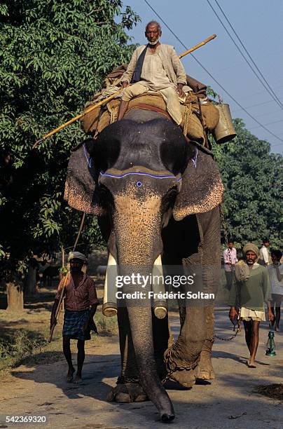 140 Sonpur Mela Photos and Premium High Res Pictures - Getty Images 140 Sonpur Mela Photos and Premium High Res Pictures - Getty Images