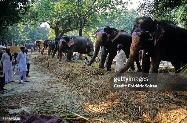 140 Sonpur Mela Photos and Premium High Res Pictures - Getty Images 140 Sonpur Mela Photos and Premium High Res Pictures - Getty Images