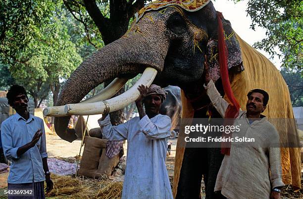 140 Sonpur Mela Photos and Premium High Res Pictures - Getty Images 140 Sonpur Mela Photos and Premium High Res Pictures - Getty Images