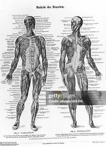 Die Muskeln des MenschenIllustration, Meyers Konversationslexikon- 1890