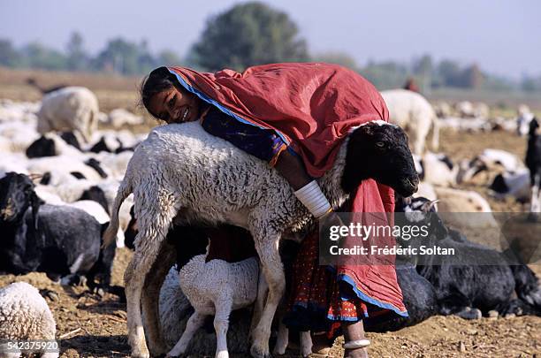 Rabari are nomadic people throughout Rajasthan and Gujarat. Traditionally, they are camel herders and sheperds. Today, most of them have settled down...