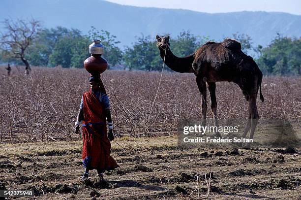 Rabari are nomadic people throughout Rajasthan and Gujarat. Traditionally, they are camel herders and sheperds. Today, most of them have settled down...