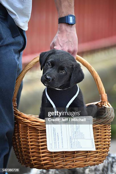 Duke, an eight week old Labrador Collie sits in a basket with his owner's EU referendum polling card outside Notre Dame Primary School polling...