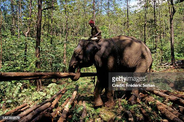 An elephant is used to move teak trees. | Location: South Kerala, India.