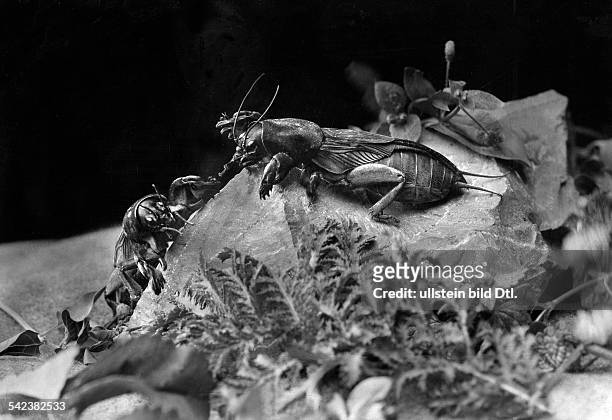 Mole cricket - ca. 1930- Photographer: Otto Stueckle- Published by: 'Die Gruene Post' 35/1930Vintage property of ullstein bild