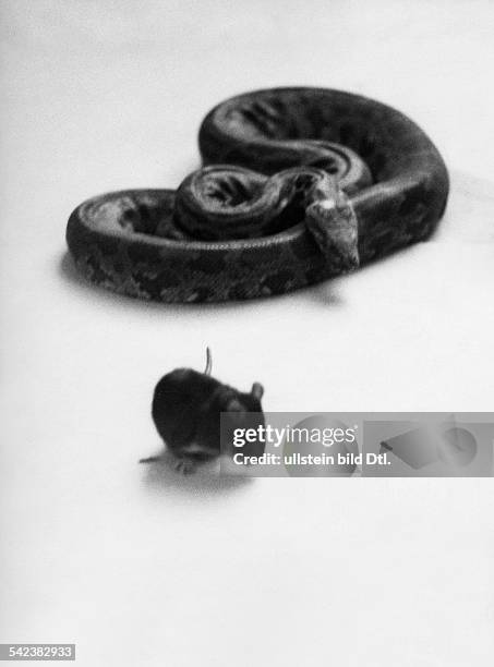 Snake Eating A Mouse Photos and Premium High Res Pictures - Getty Images