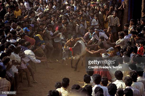 Jallikattu is a wild bull taming sport played in Tamil Nadu as a part of Pongal celebration . | Location: Near Madurai, Tamil Nadu, India.