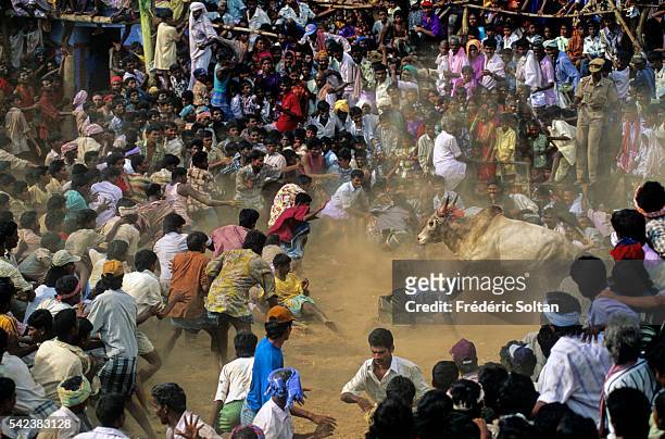 Jallikattu is a wild bull taming sport played in Tamil Nadu as a part of Pongal celebration . | Location: Near Madurai, Tamil Nadu, India.