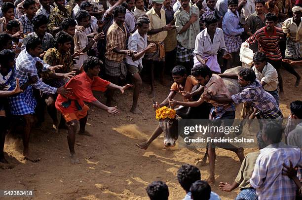 Jallikattu is a wild bull taming sport played in Tamil Nadu as a part of Pongal celebration . | Location: Near Madurai, Tamil Nadu, India.