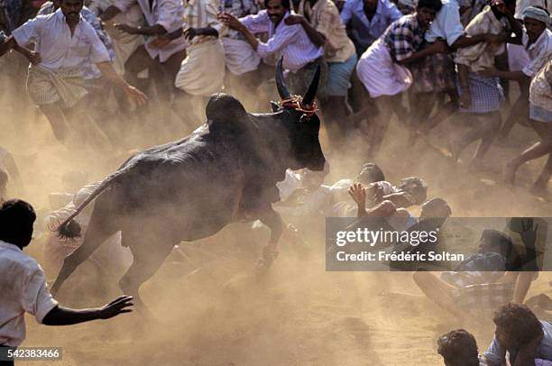 Jallikattu is a wild bull taming sport played in Tamil Nadu as a part of Pongal celebration . | Location: Near Madurai, Tamil Nadu, India.