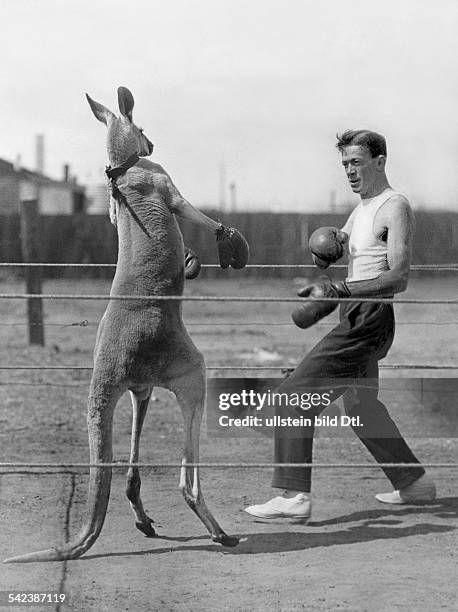 Funny animal pictures Man boxing with kangaroo 'Aussie' - 1924 - Vintage property of ullstein bild