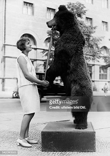 Advertising A stuffed bear advertising for a shop in Berlin - 1929 - Vintage property of ullstein bild