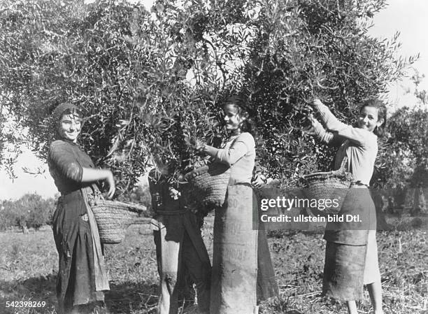 Women harvesting olives