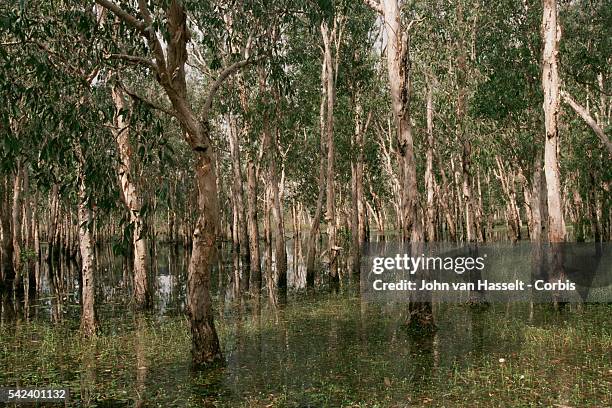 Landscape of the Kakadu National Park.