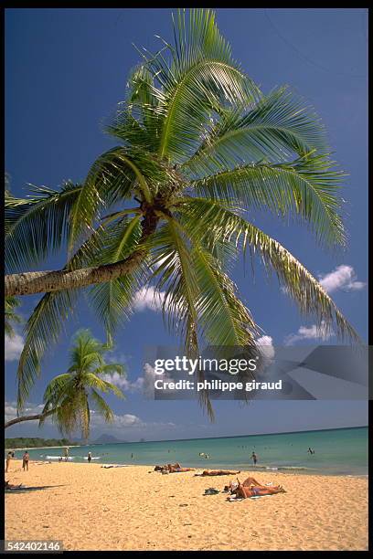 Palm tree and sandy beach on French Polynesian islands Wallis and Futuna.