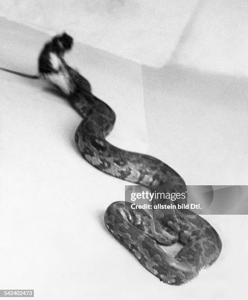 Feeding a python, the snake attacking a mouse- Published in: 'Koralle'; 8/1930Aufnahme: J. Amster