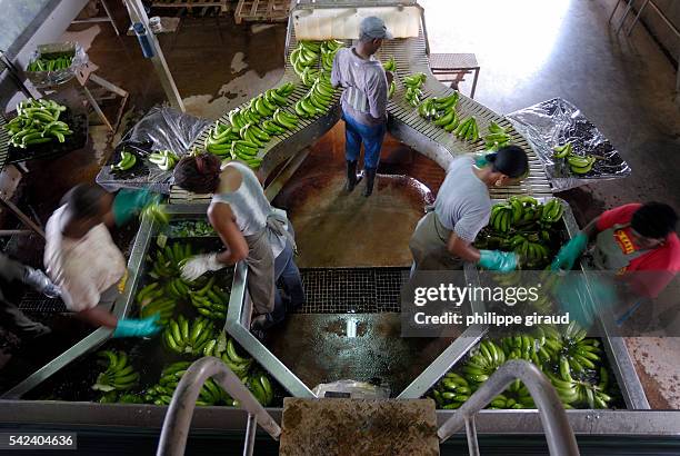 464 Banana Production Stock Photos, High-Res Pictures, and Images