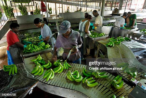464 Banana Production Stock Photos, High-Res Pictures, and Images