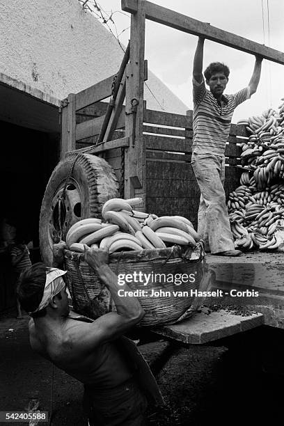 El Salvadoran refugees work in a bananas coopertive in Honduras.