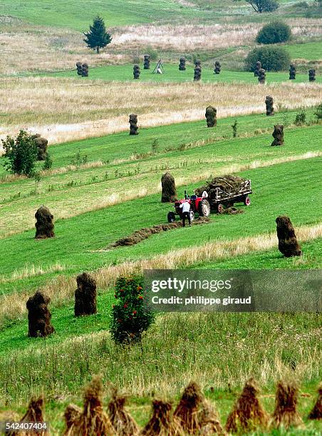 Hay-making takes place in the lush, green fields in the region of Nowy Targ, situated in the Carpathian mountains.