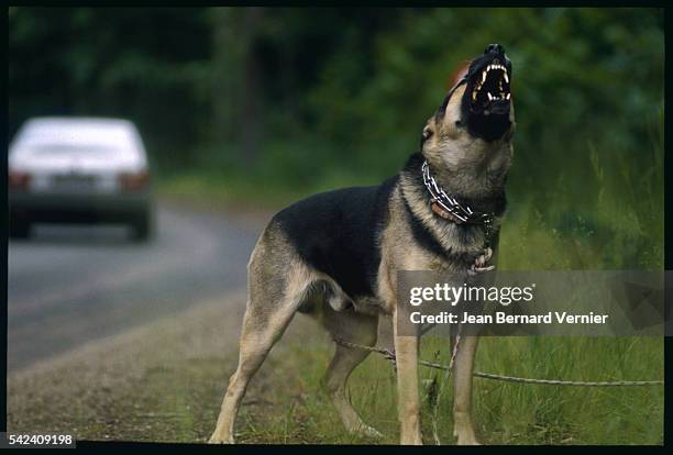 Dog barks and snarls where it is tied at the side of the road. The pet was abandoned when its owners left on vacation.