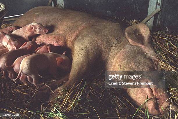 Sows have litters that comprise between 8 and 15 piglets.