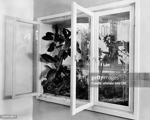 Arrangement von Zimmerpflanzen in einem Doppelfenster- 50er JahreFoto: Karl und Helma Tölle