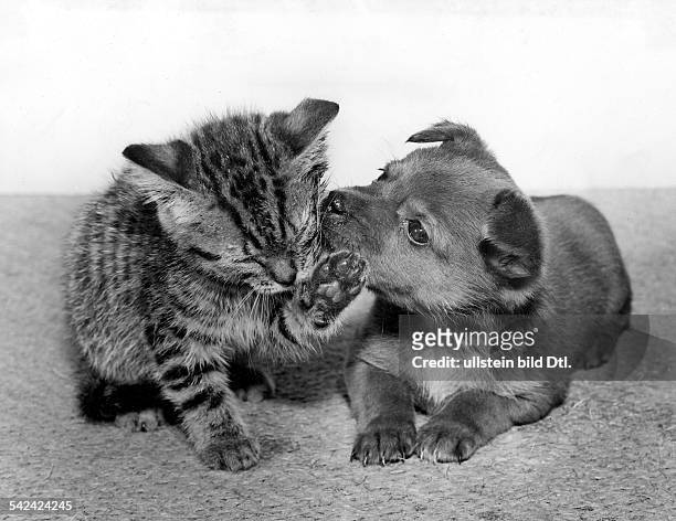Junger Hund und junge Katze1952
