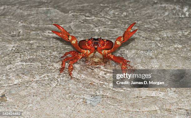 The annual red crab migration on Christmas Island on 1, January 2007 in Christmas Island, Australia.