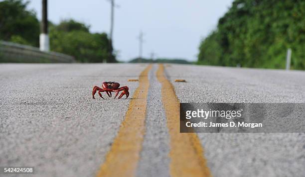 The annual red crab migration on Christmas Island on 1, January 2007 in Christmas Island, Australia.