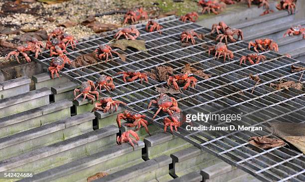 The annual red crab migration on Christmas Island on 1, January 2007 in Christmas Island, Australia.