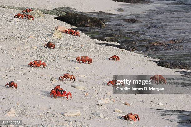 The annual red crab migration on Christmas Island on 1, January 2007 in Christmas Island, Australia.