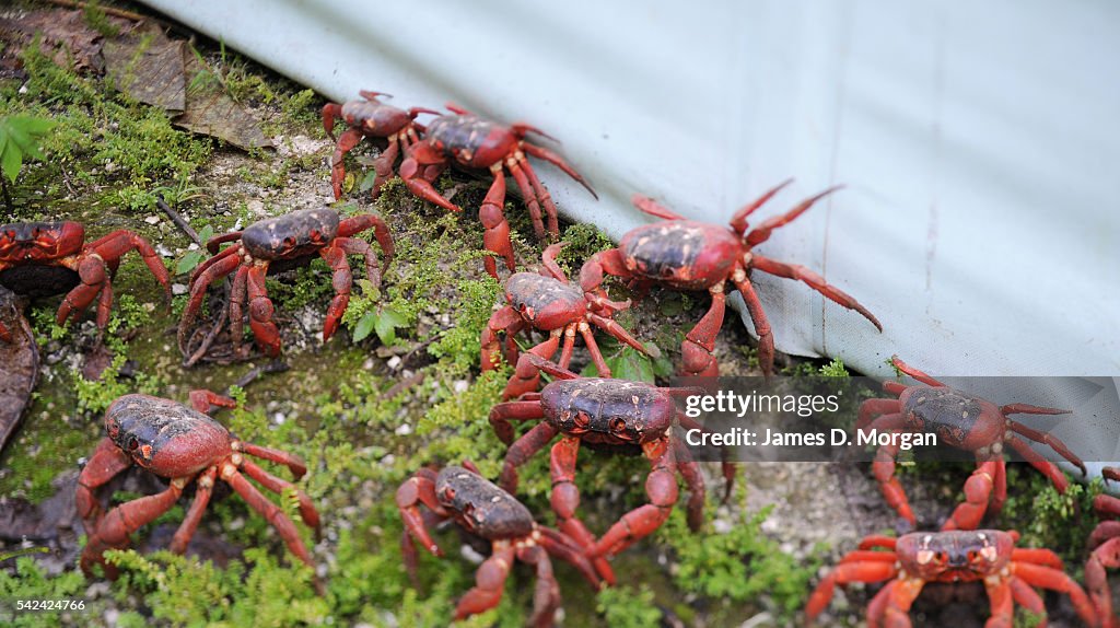 Red Crab Migration on Christmas Island