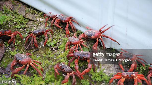 The annual red crab migration on Christmas Island on 1, January 2007 in Christmas Island, Australia.