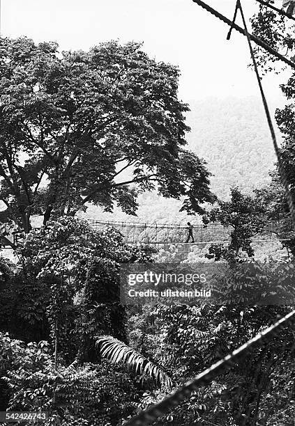 Hängebrücke im tropischen Regenwald. EinWaldlehrpfad wurde vom Forest ResearchInstitute of Malaysia mit Unterstützungder GTZ eingerichtet.- o.J.