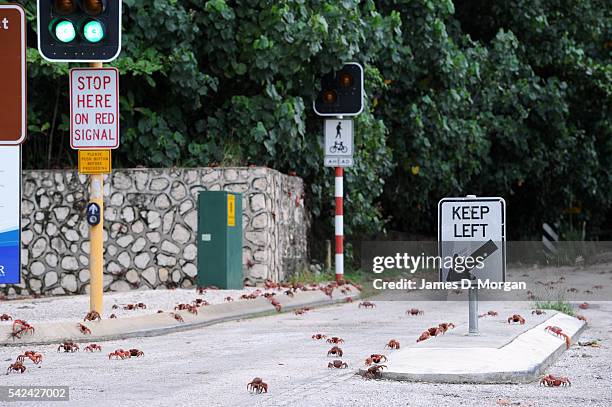 The annual red crab migration on Christmas Island on 1, January 2007 in Christmas Island, Australia.