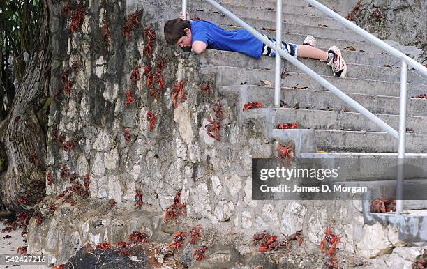 Boy starring at passing crabs during the annual red crab migration on Christmas Island on 1, January 2007 in Christmas Island, Australia.