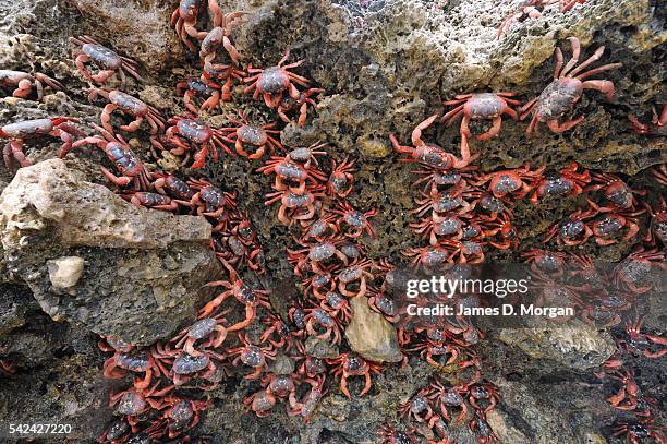 The annual red crab migration on Christmas Island on 1, January 2007 in Christmas Island, Australia.