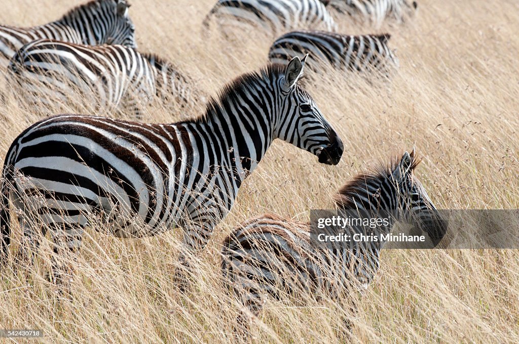 Mother Zebra with Baby - Kenya