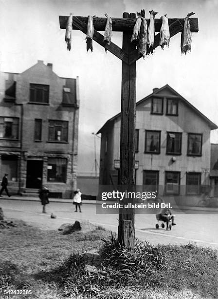 Fischgalgen zum Trocknen der Fische für den Eigenverzehr.- Reykjavik, um 1935